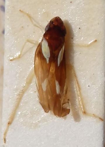 Microgoniella illustris